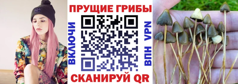 купить закладку  Железноводск  Псилоцибиновые грибы Psilocybine cubensis 